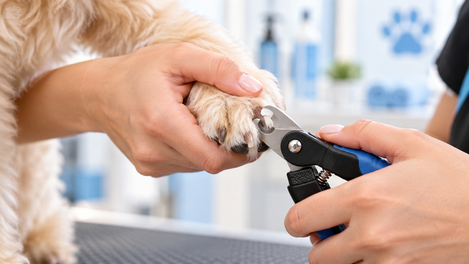 Professional nail trimming for a dog
